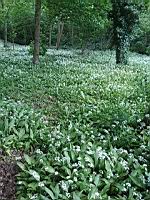 Ail des ours (prise a Lens, P-de-C)(2)